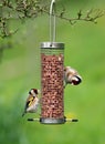 Goldfinches Feeding Royalty Free Stock Photo