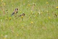 Goldfinches on grass Royalty Free Stock Photo