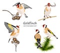 Goldfinches isolated on white background. Set of sitting birds on burdock, fur tree and branch