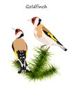 Goldfinches sitting on branch of fur tree