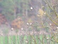 Goldfinches on a tree near WÃ¼rzburg in autumn