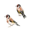 Goldfinches watercolor sketch
