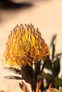 Goldfinger Pincushion Protea Flower