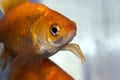 Goldfish Royalty Free Stock Photo