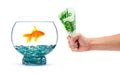 Goldfish Royalty Free Stock Photo