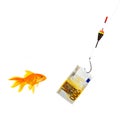 Goldfish Royalty Free Stock Photo