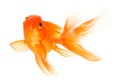 Goldfish