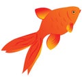 Goldfish