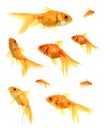 Goldfish