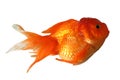 Goldfish