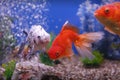 Goldfish Royalty Free Stock Photo