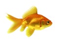 Goldfish Royalty Free Stock Photo