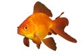 Goldfish Royalty Free Stock Photo