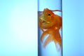 Goldfish Royalty Free Stock Photo