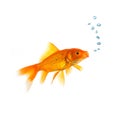 Goldfish with air bubbels Royalty Free Stock Photo