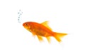 Goldfish with air bubbels Royalty Free Stock Photo