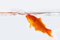 Goldfish with air bubble in glass fish tank Royalty Free Stock Photo