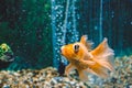 Goldfish in aquarium.Close-up. Goldfish with a white tail. Wonderful and incredible underwater world with fish.