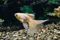 Goldfish in aquarium.Close-up. Goldfish with a white tail. Wonderful and incredible underwater world with fish. Royalty Free Stock Photo