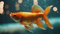 goldfish in aquarium Closeup of a Gold Fish swimming in a tank Royalty Free Stock Photo