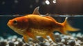 goldfish in aquarium Closeup of a Gold Fish swimming in a tank Royalty Free Stock Photo