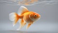 goldfish in aquarium Closeup of a Gold Fish swimming in a tank Royalty Free Stock Photo