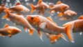 goldfish in aquarium Fish carp with scales. Raw river fish. Fresh goldfish, side view. Royalty Free Stock Photo