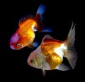 Goldfish in Aquarium.Fish and water are saturate colour with dis