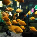 Goldfish in the aquarium