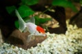 Goldfish in aquarium with green plants, snag and stones Royalty Free Stock Photo