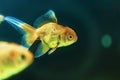 Goldfish in aquarium with green plants, and stones. Selective focus Royalty Free Stock Photo