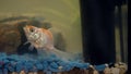 Goldfish in the aquarium at home. Aquarium filer, rock and plants in the background