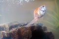 Goldfish in the aquarium at home. Aquarium filer, rock and plants in the background