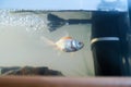 Goldfish in the aquarium at home. Aquarium filer, rock and plants in the background