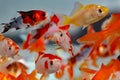 Goldfish in the aquarium pet shop
