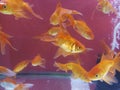 Goldfish in a aquarium pet store