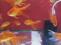 Goldfish in a aquarium pet store