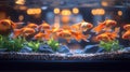 Goldfish aquarium, restaurant background, night scene, decorative Royalty Free Stock Photo