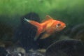 Goldfish in the aquarium with stones and waterplant background