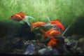 Goldfish in the aquarium with stones and waterplant background