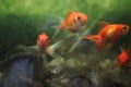 Goldfish in the aquarium with stones and waterplant background