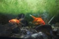 Goldfish in the aquarium with stones and waterplant background