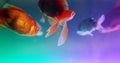Goldfish in aquarium with underwater photos.