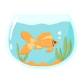 Goldfish in an aquarium. Domestic fish in a round aquarium. Aquarium with algae.