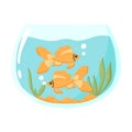 Goldfish in an aquarium. Domestic fish in a round aquarium. Aquarium with algae.