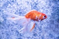 Goldfish on a background of air bubbles Royalty Free Stock Photo
