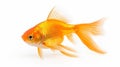 Goldfish Royalty Free Stock Photo