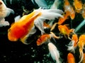 Goldfish Royalty Free Stock Photo