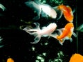 Goldfish Royalty Free Stock Photo