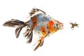Goldfish, big fish hunting for a small frog, on white background Royalty Free Stock Photo
